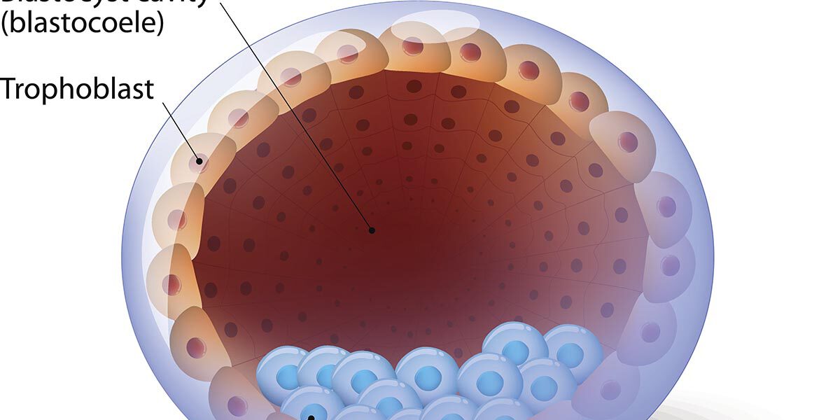 Human blastocyst, with inner cell mass