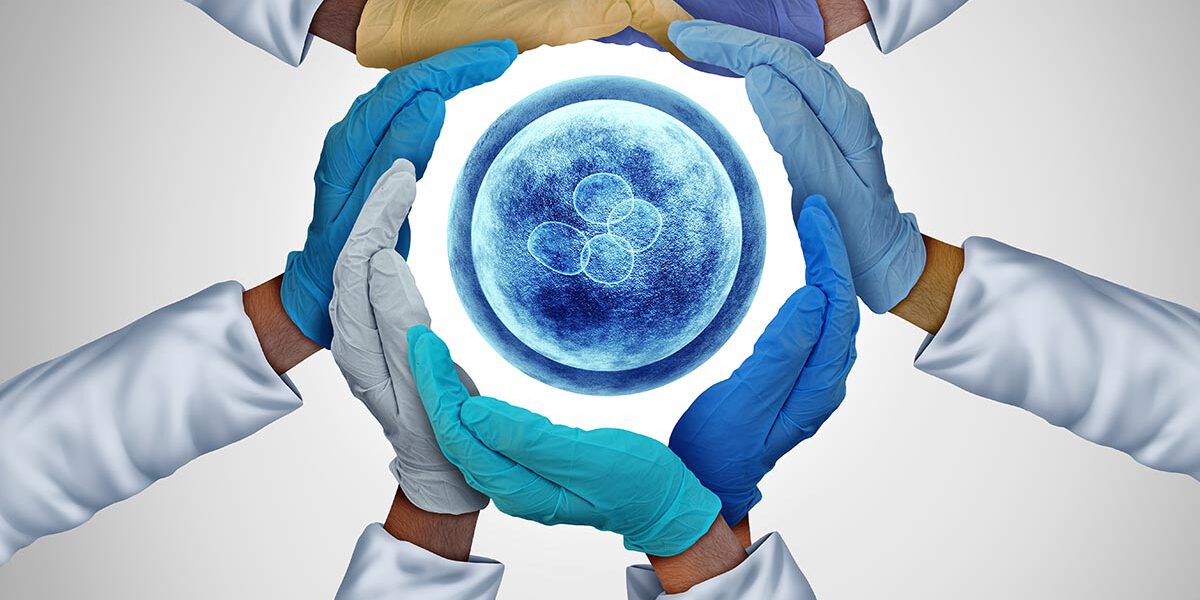 Synthetic Model Embryo