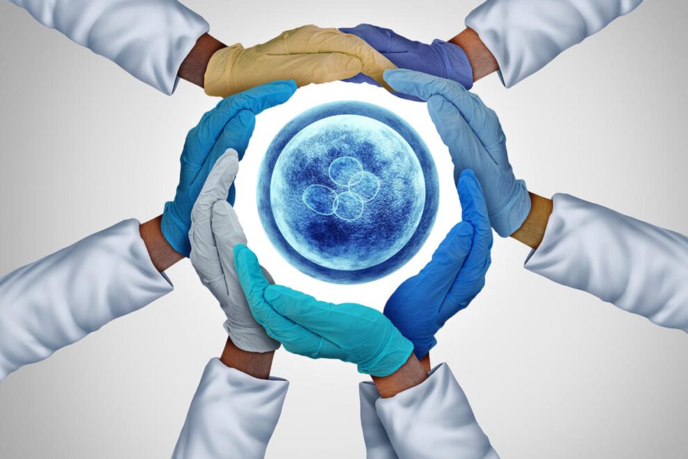 Synthetic Model Embryo