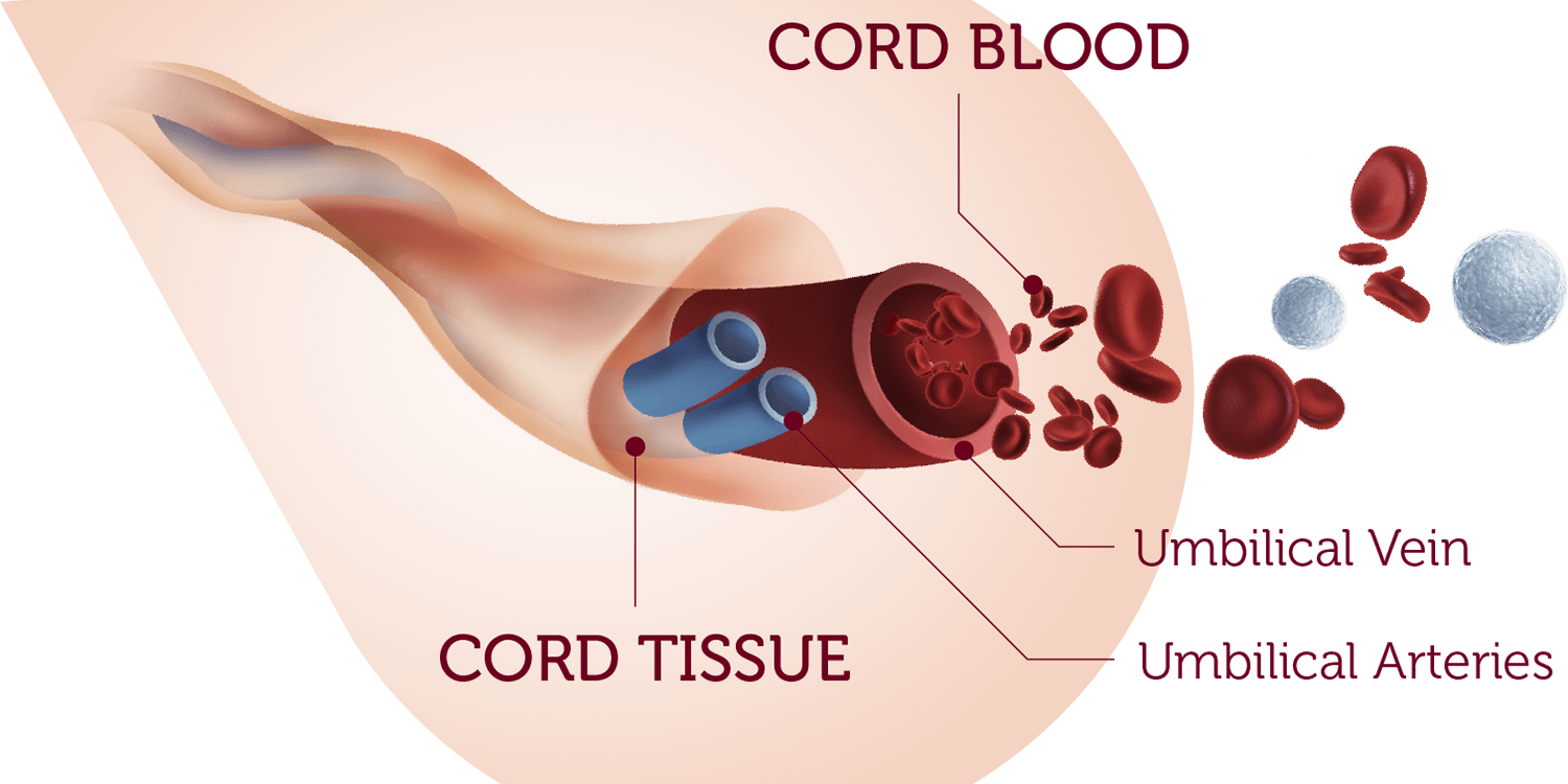 The importance of Cord Blood Banking