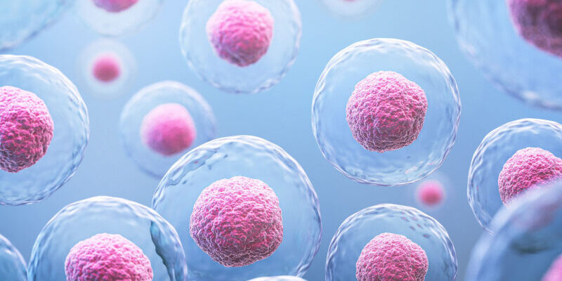 fresh or frozen eggs